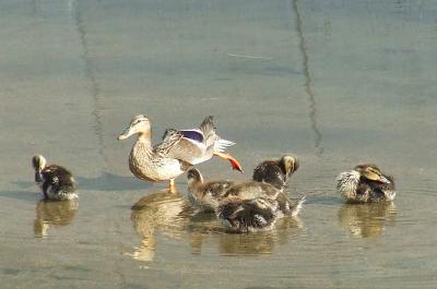 Прикрепленное изображение: u31.jpg